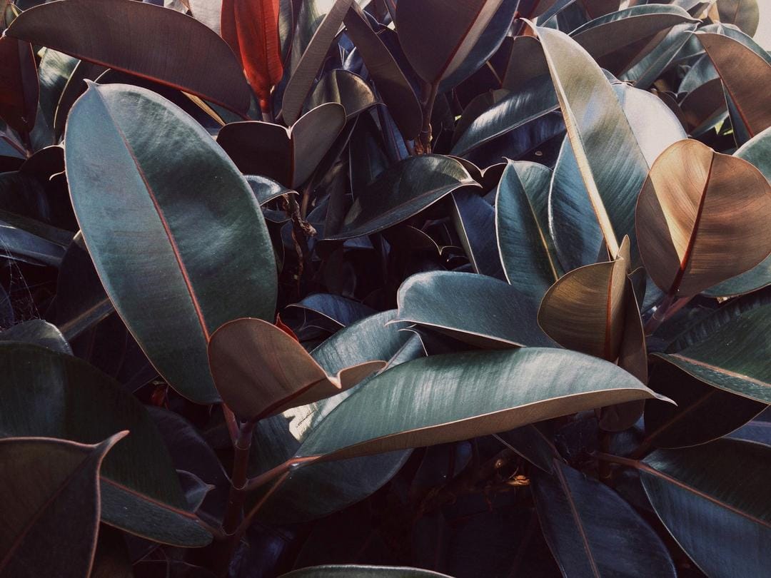 Unsplash.com/Eric Fiori