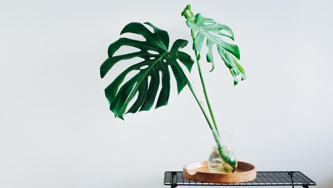 Unsplash.com/Michaela Zakopa