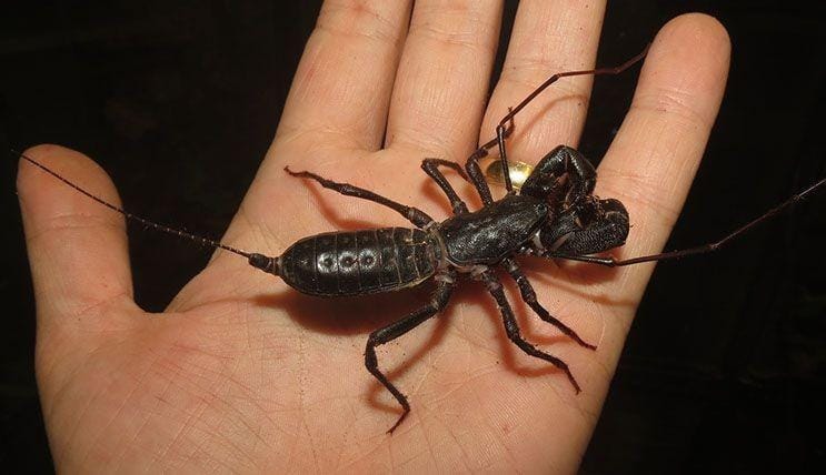 Jonathansjungleroadshow.co.uk