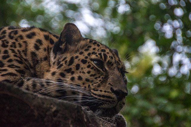 Commons.wikimedia.org/Abigail Brodsky