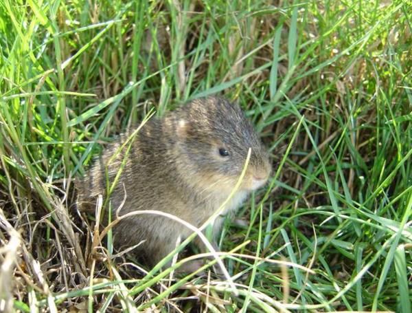 Commons.wikimedia.org/Carlos H. Salvador