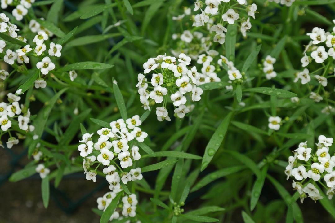 Plantsam.com