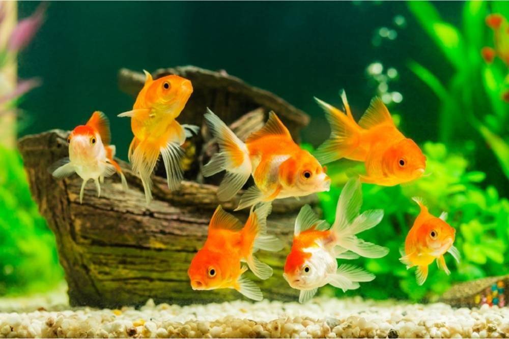 goldfish-care.com