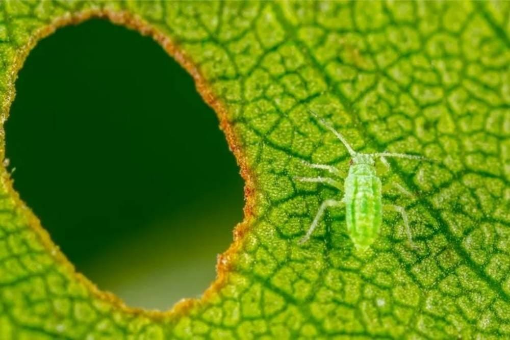 SHUTTERSTOCK/VERA LARINA