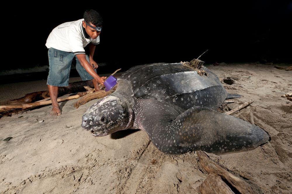 WWF-Indonesia/Mongabay Indonesia