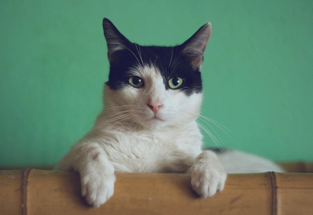Unsplash.com/Manja Vitolic