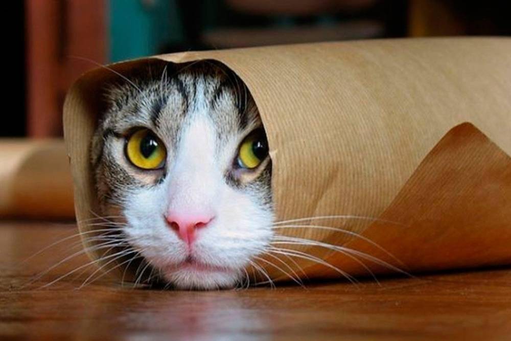 steemit.com/gatos/@puppiees