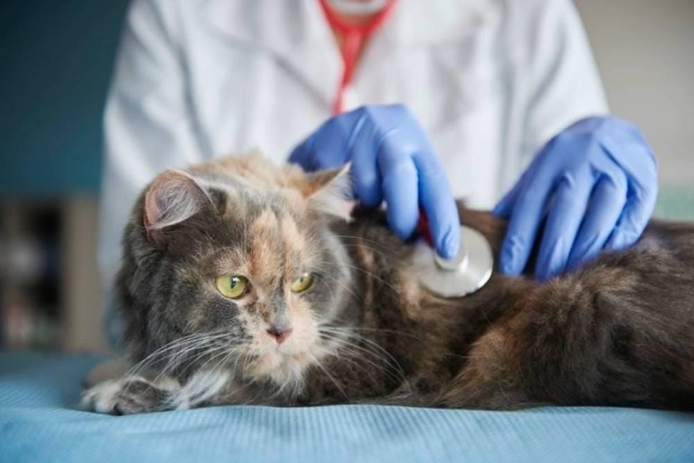 freepik.com_gpointstudio