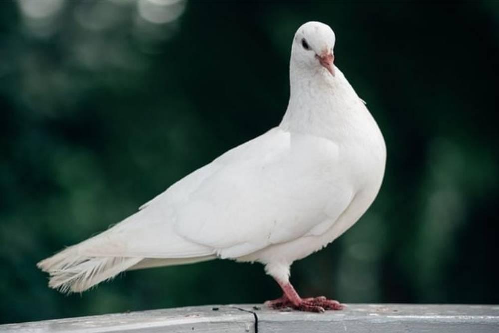 Unsplash/Douglas Bagg