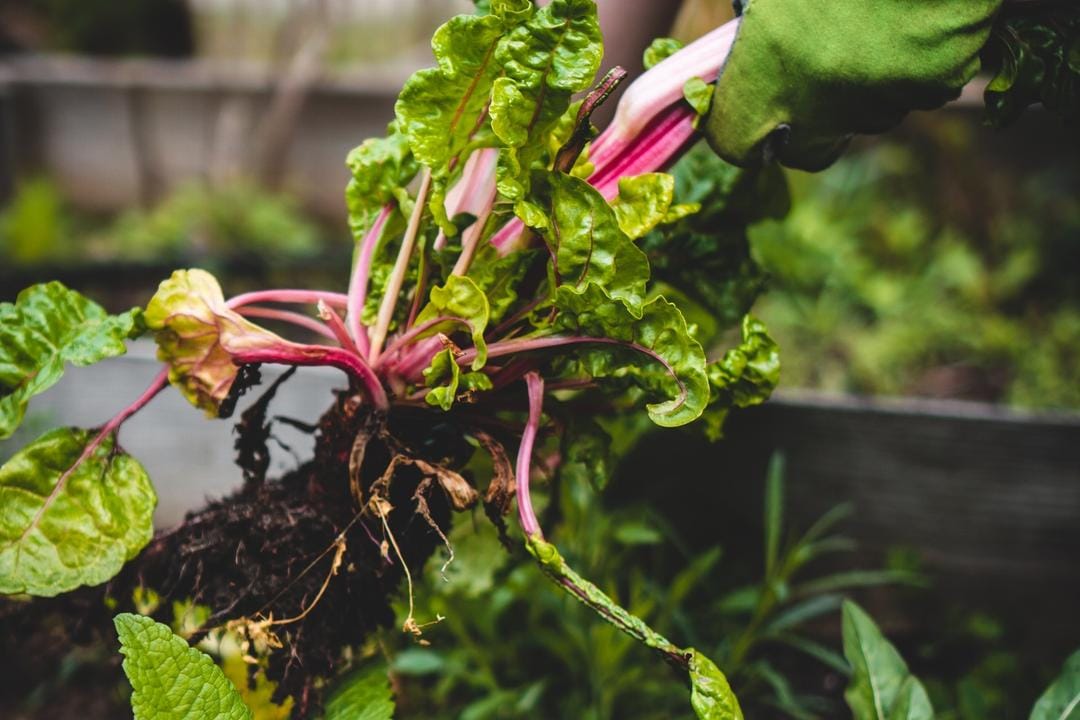 Unsplash.com/Jonathan Kemper