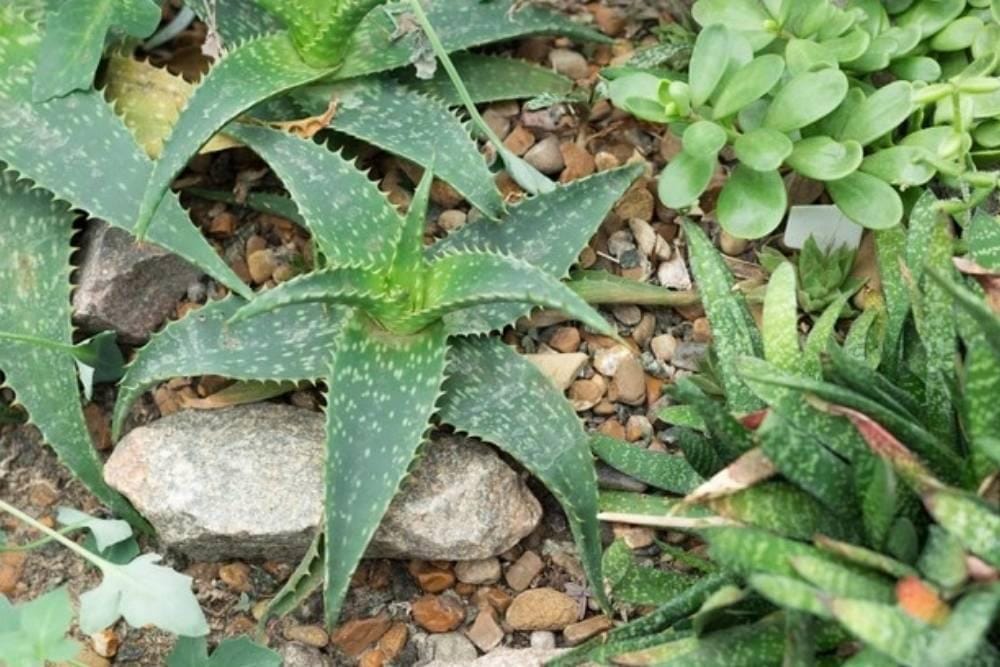 freepik.es/nadiiaaks