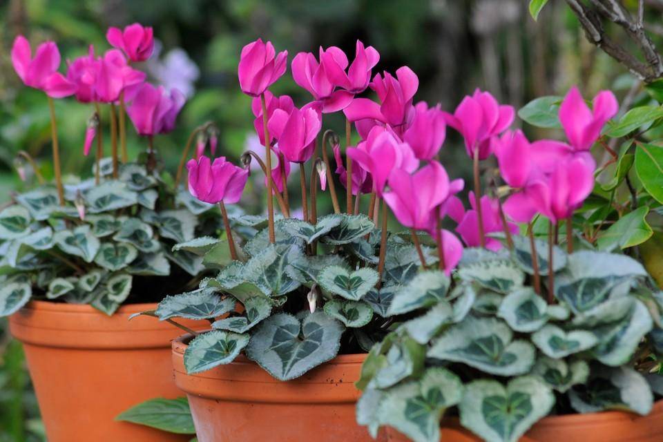 gardenersworld.com