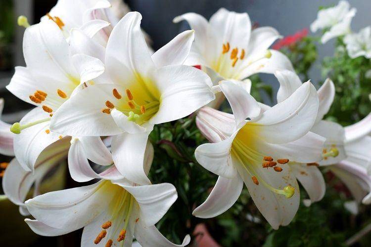 Pixabay.com/Laminaria Vest