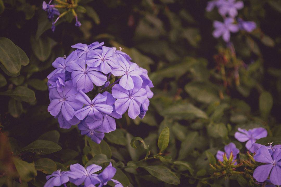 Unsplash.com/Jean Vasquez
