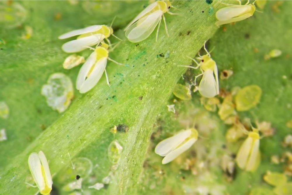 SHUTTERSTOCK/PROTASOV AN