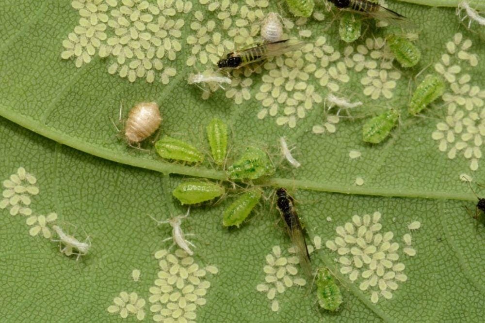 ganiapetanicerdas.com