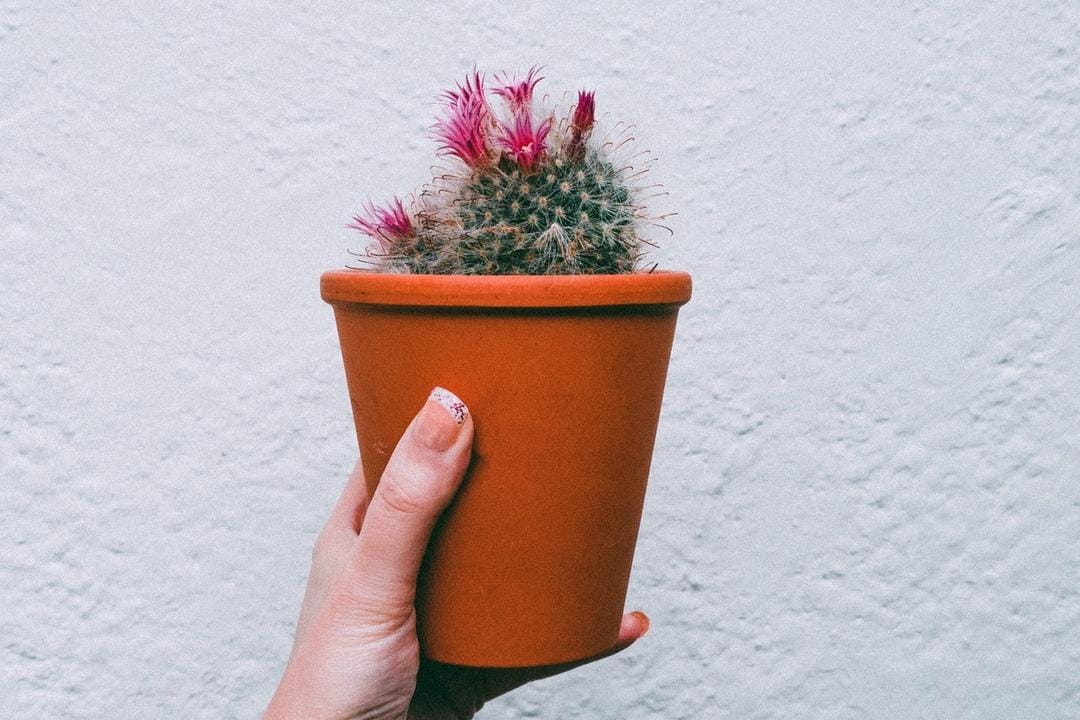 Pexels.com/Lisa Fotios