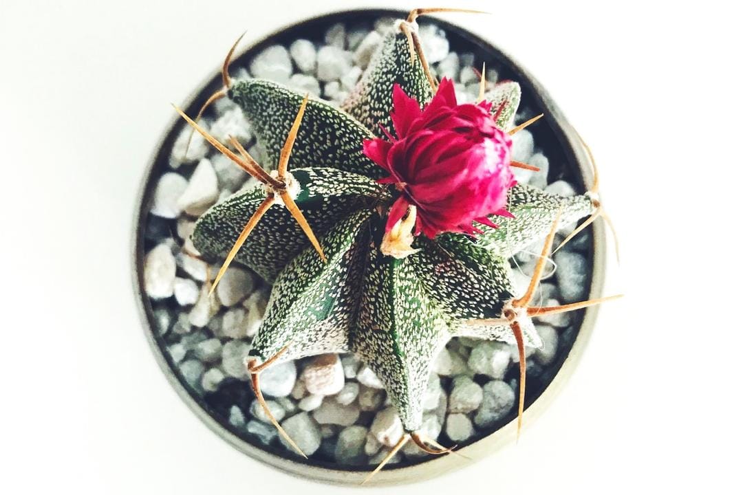 Pexels.com/Stephanie Harvey