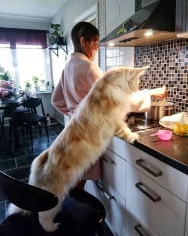 instagram.com/lotus_the_mainecoon