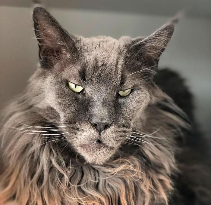 instagram.com/rogercoonie