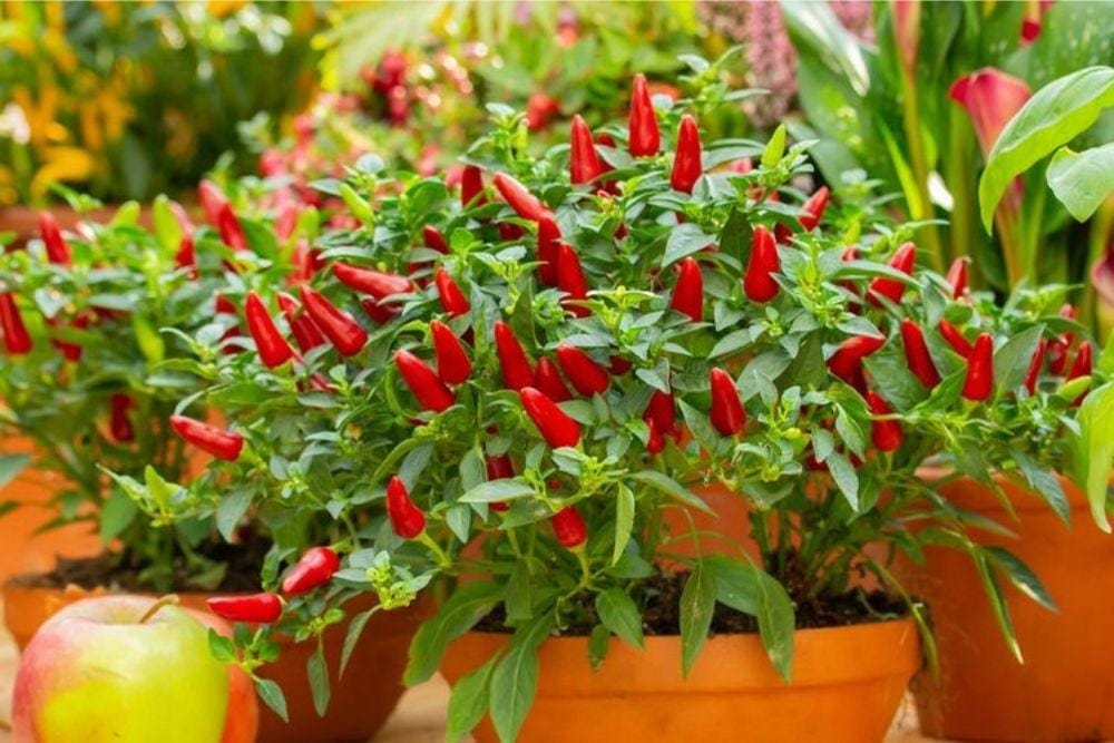 SHUTTERSTOCK/OLGA KORICA