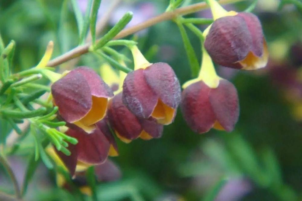 nativeplantproject.com.au