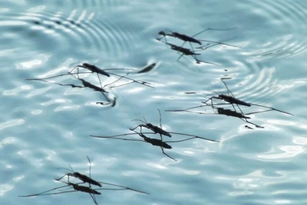 airolator.com/mosquito-repellent/