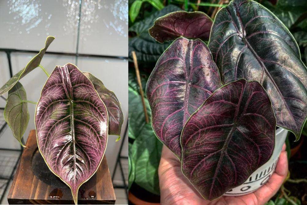 reddit.com/houseplants