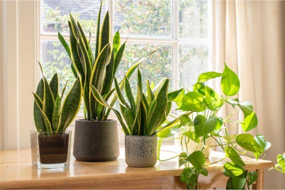 unsplash.com/indoor-plant