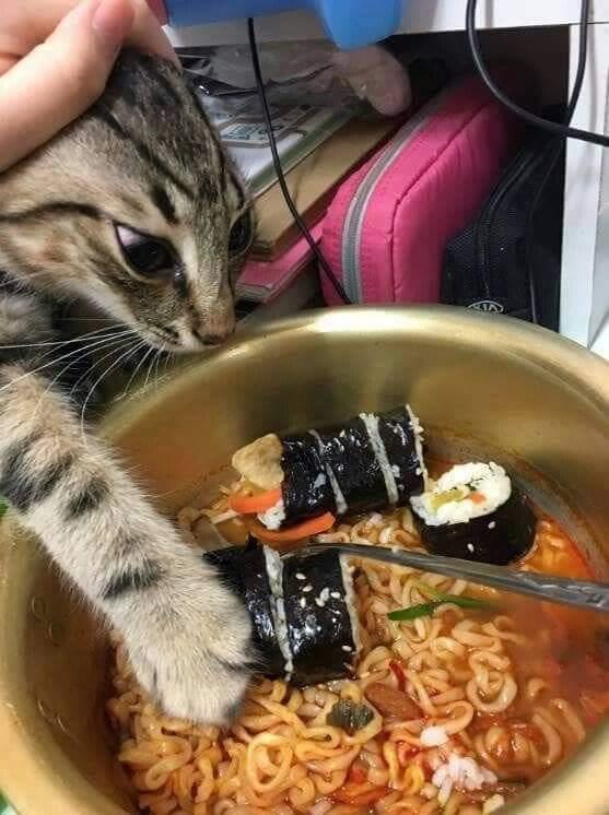 twitter/Bulu Bulu Kehidupan