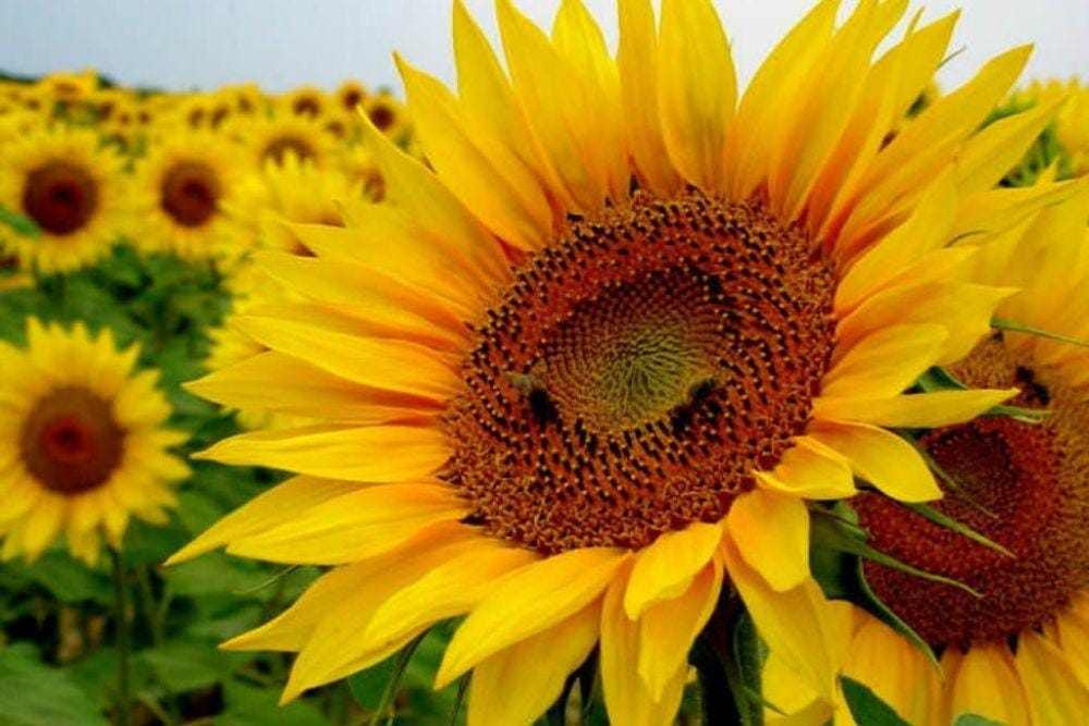 botanichealthcare.net