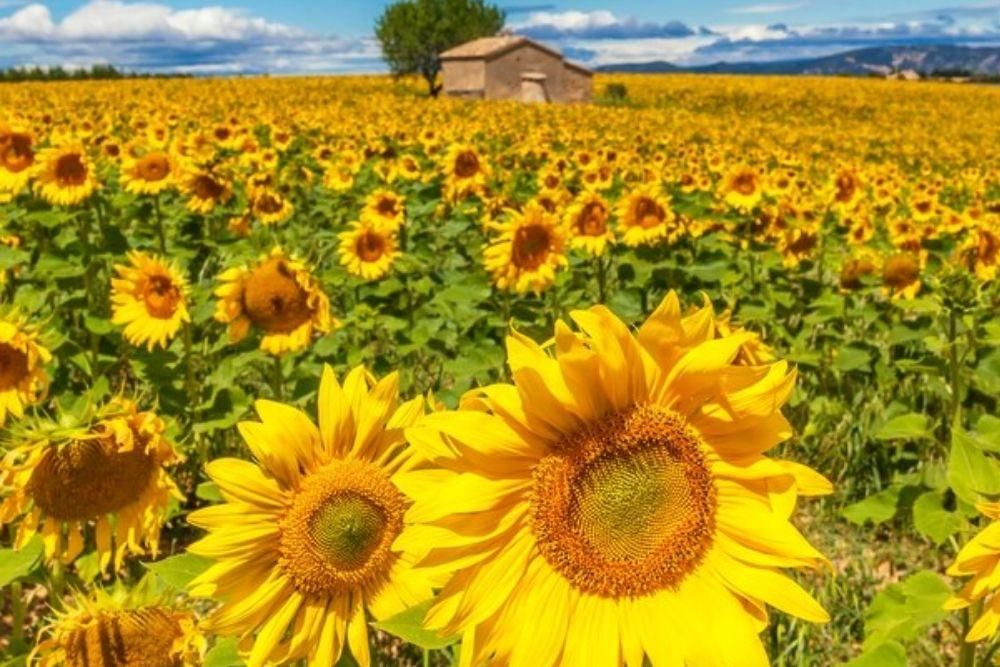 freepik.com/vwalakte