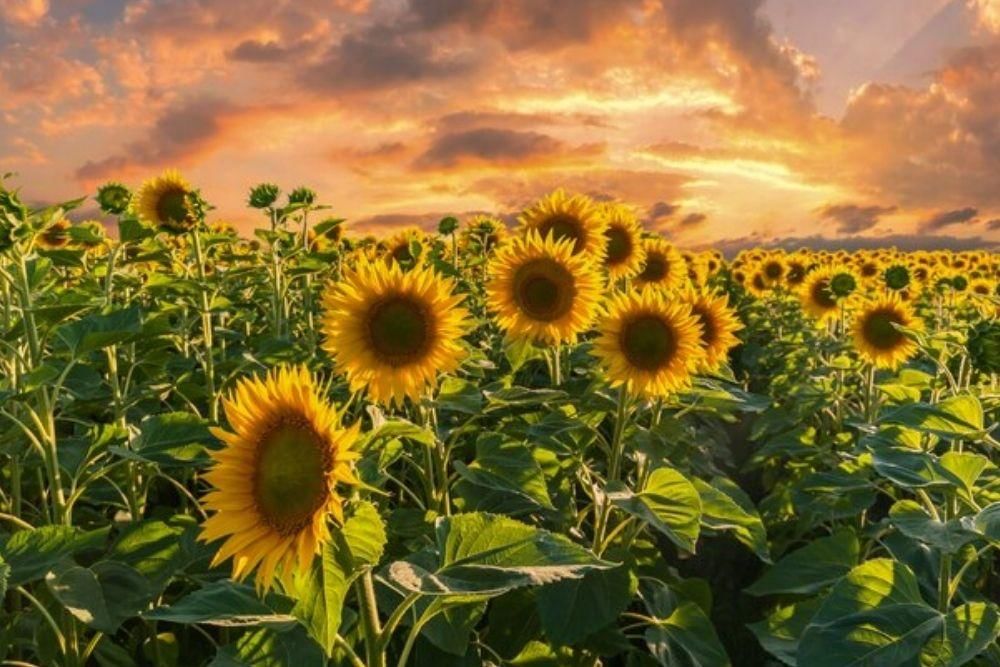 freepik.com/donlandscape