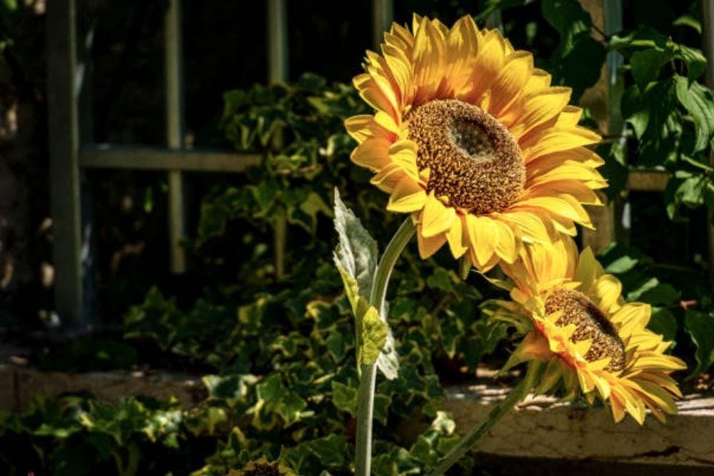 istockphoto.com/Alberto Masnovo