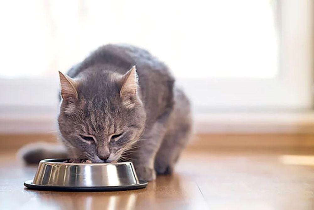 Shutterstock/Impact Photography