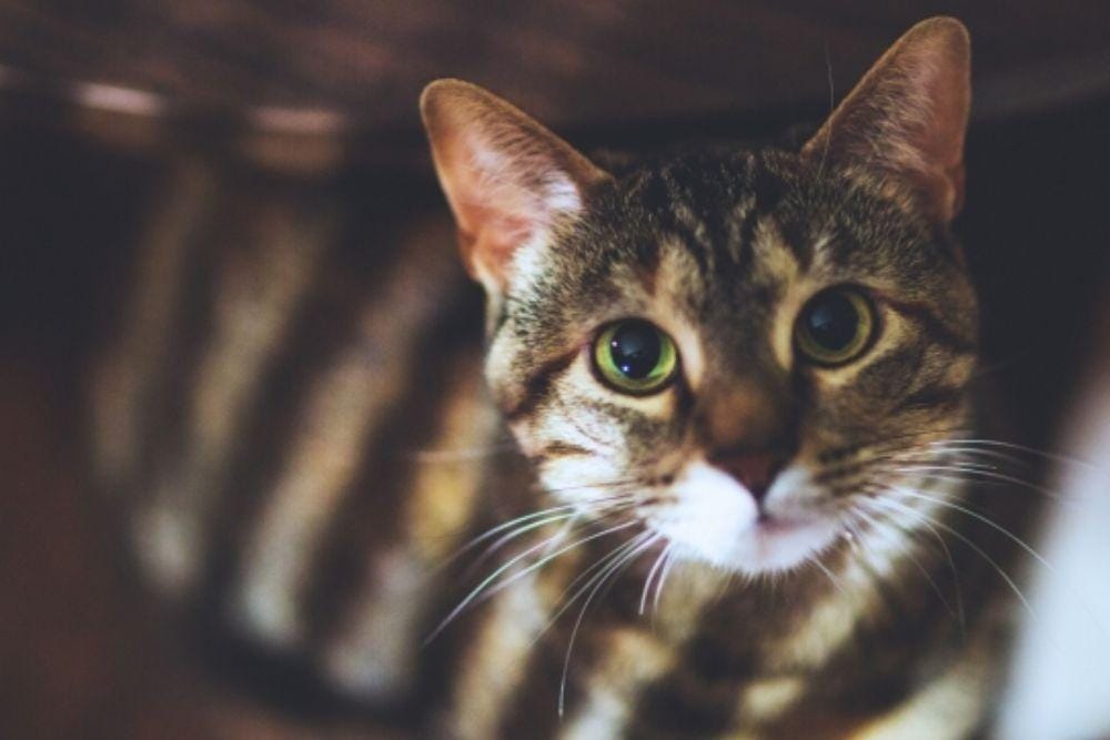 all-free-download.com