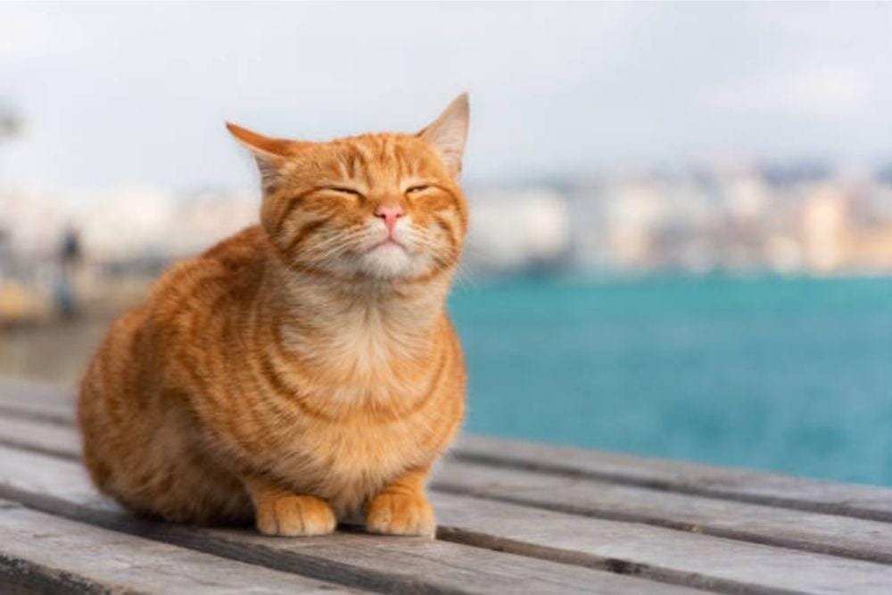 istockphoto/Anna Pismenskova