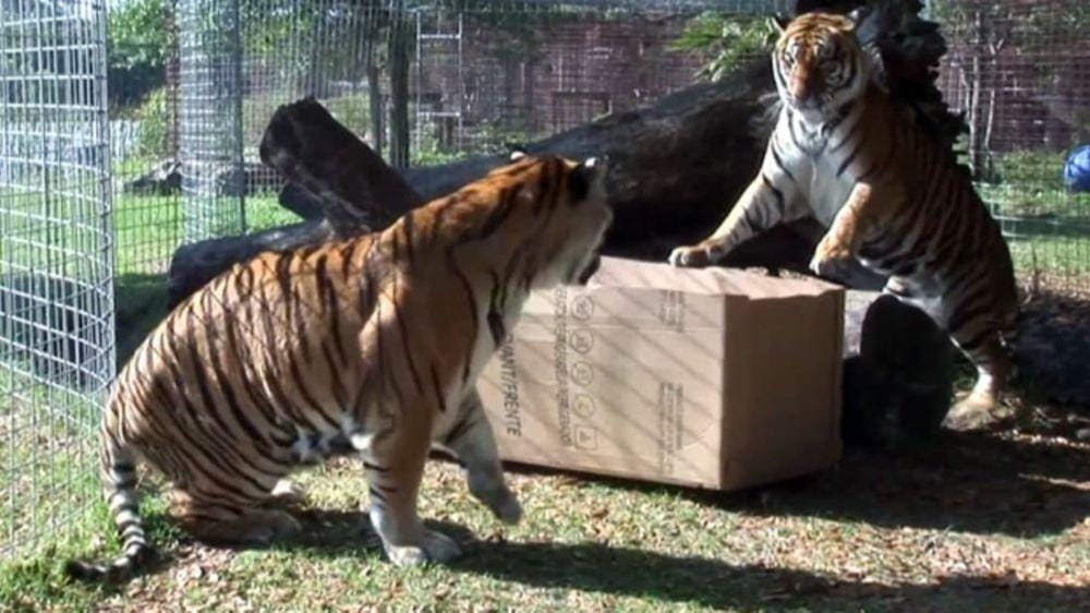 youtube.com/Big Cat Rescue