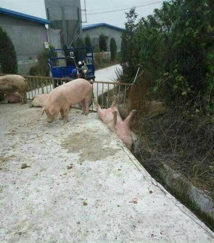 twitter.com/dimaswahyu_17