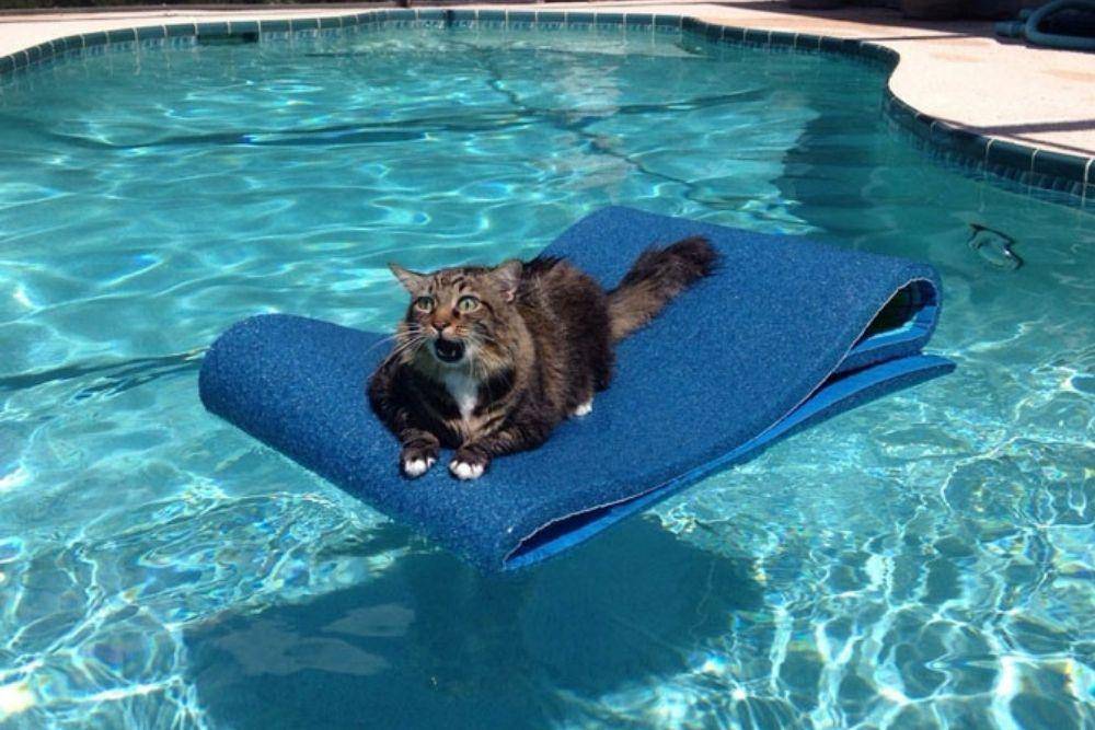 reddit.com/Actually_an_otter
