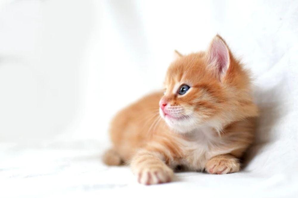 freepik.com/anastasiyay