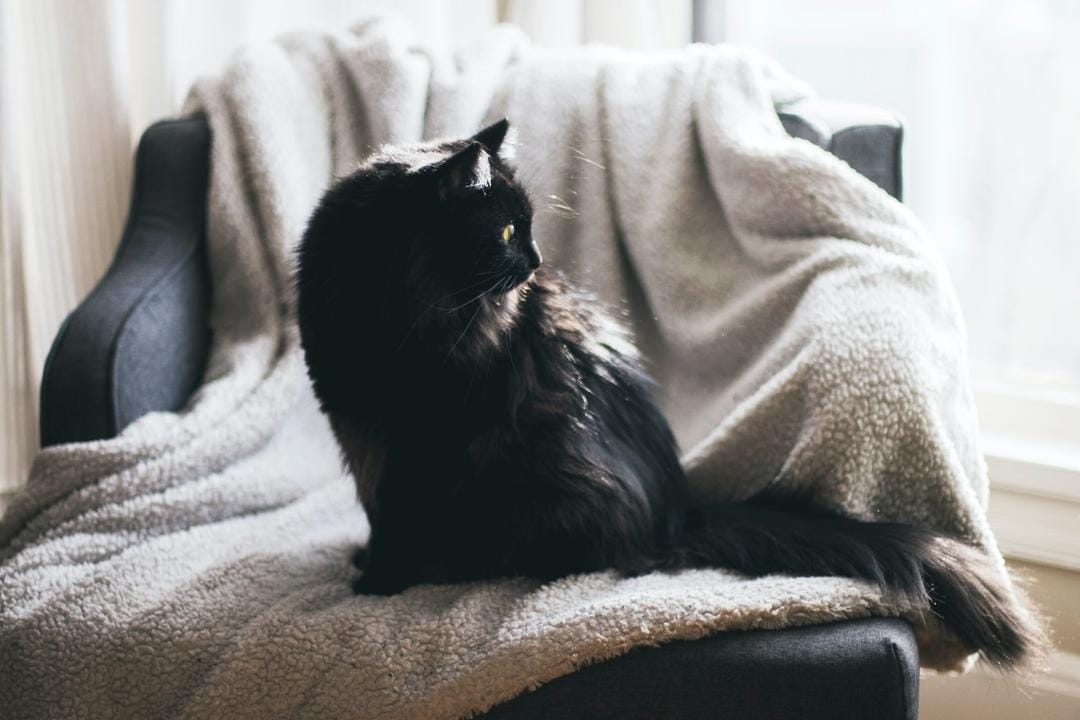 Unsplash.com/Kari Shea