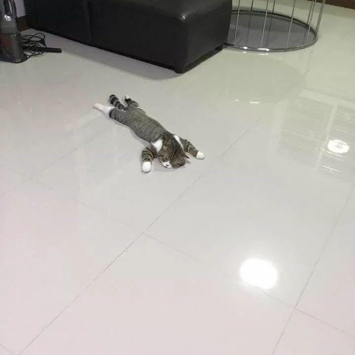 instagram.com/kucinggua