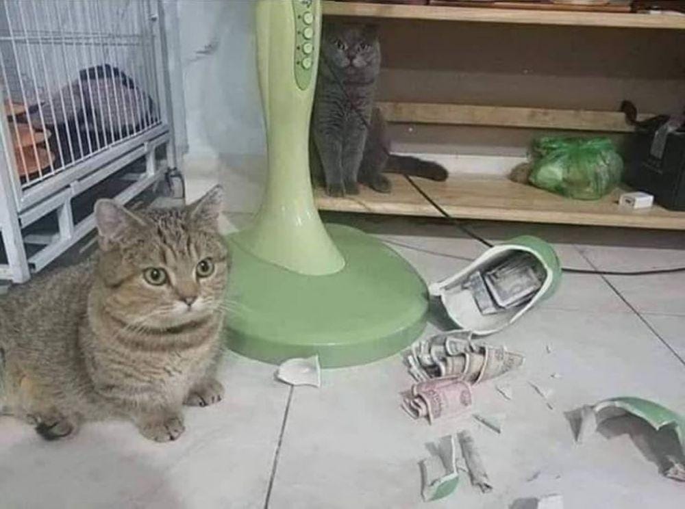 instagram.com/kucinggua