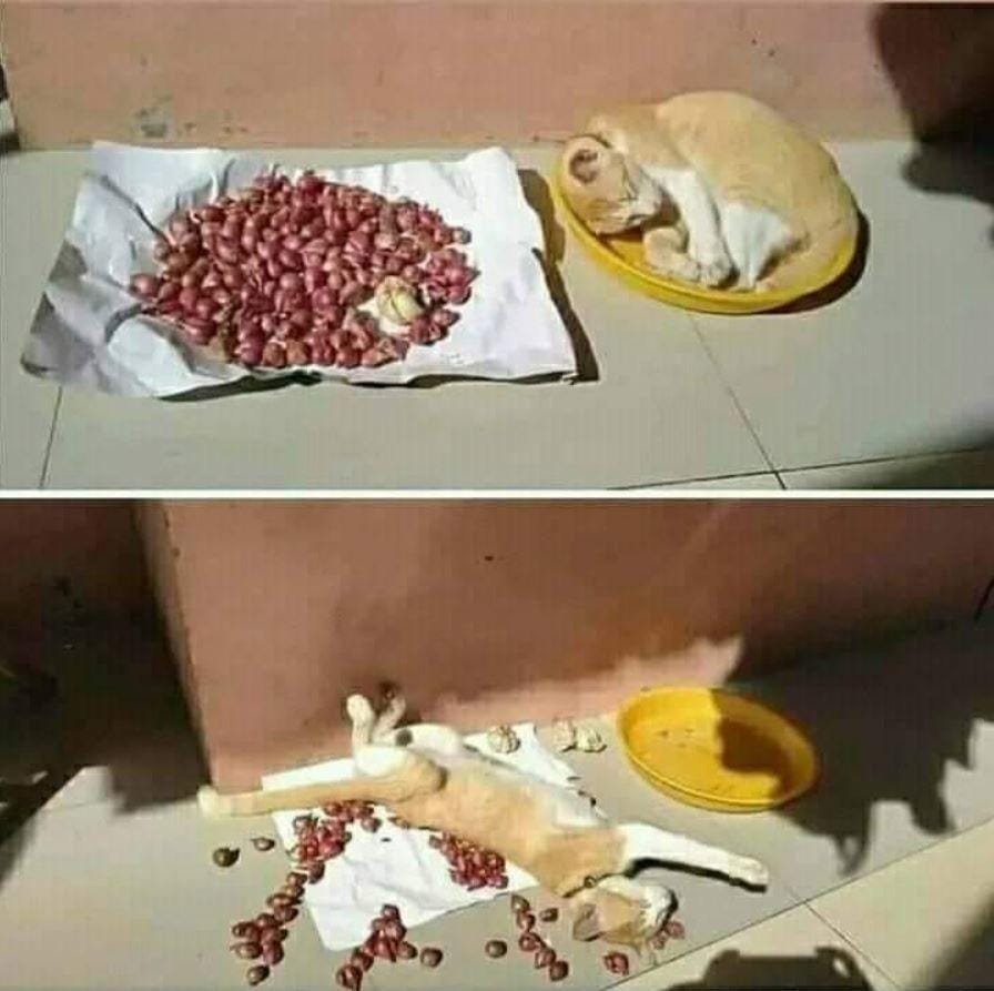 instagram.com/wkwkland_real