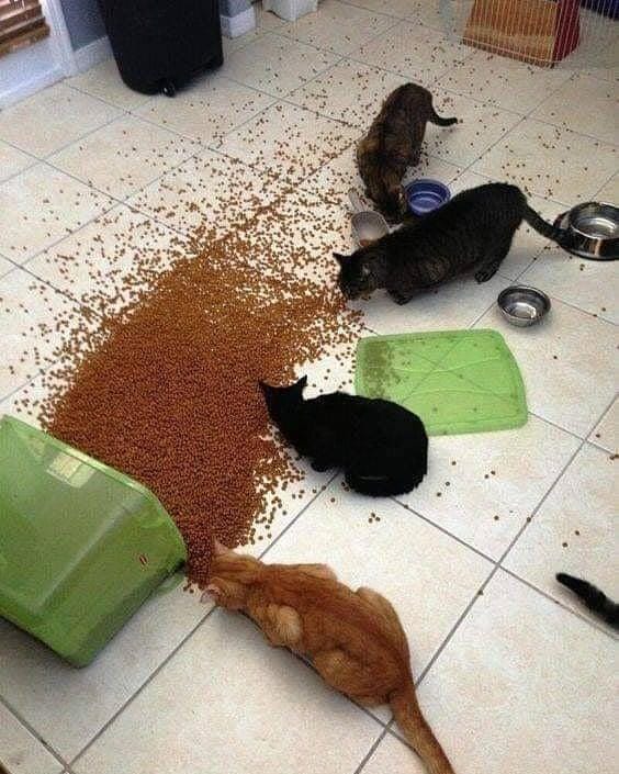 instagram.com/kucinggua