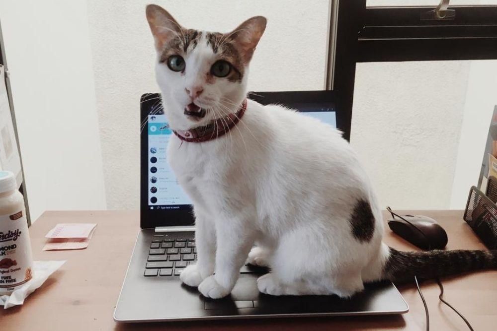 popbela.com/AyuUtami