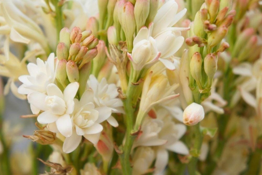 gardeningknowhow.com