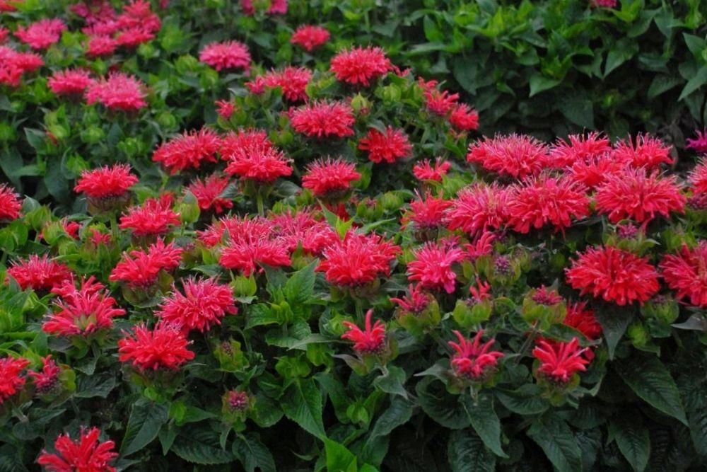 hgtv.com/flowers/bee-balm-monarda