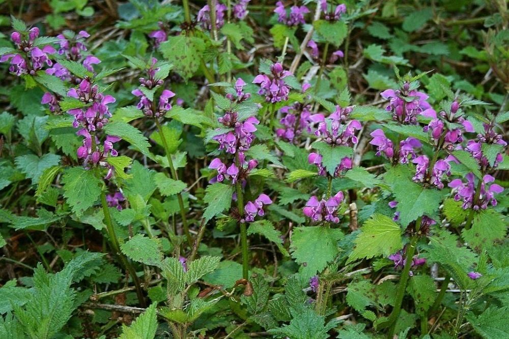 commons.wikimedia.org/Franz Xaver